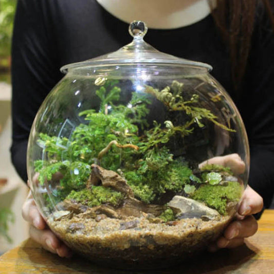 Glass Terrarium Jar
