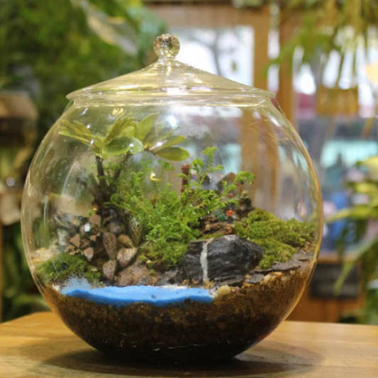 Glass Terrarium Jar