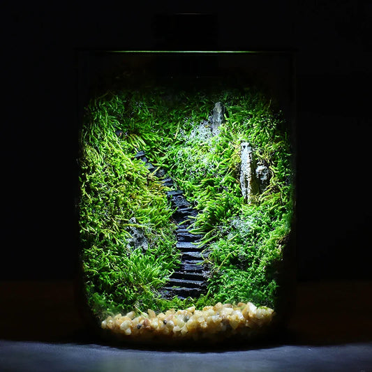 Ecological Desktop Glass Plant Terrarium with Grow Light