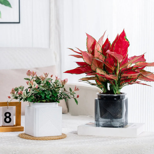 Lazy Hydroponic Flower Pot