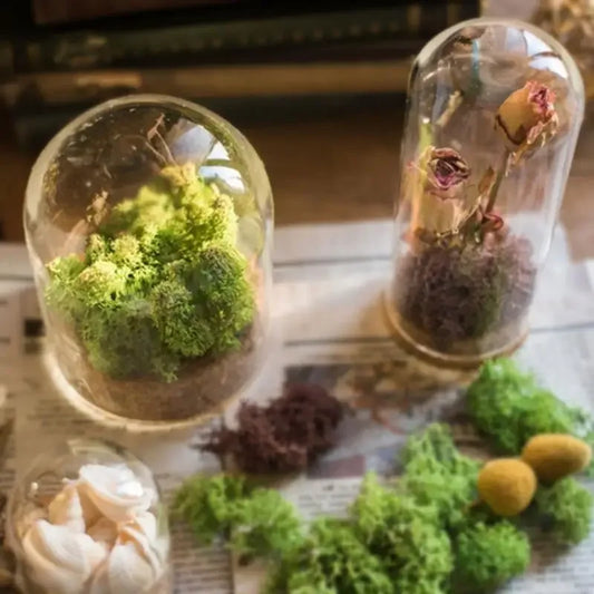 2Pcs Mini Glass Cloche Dome Bell Jars with Cork Base