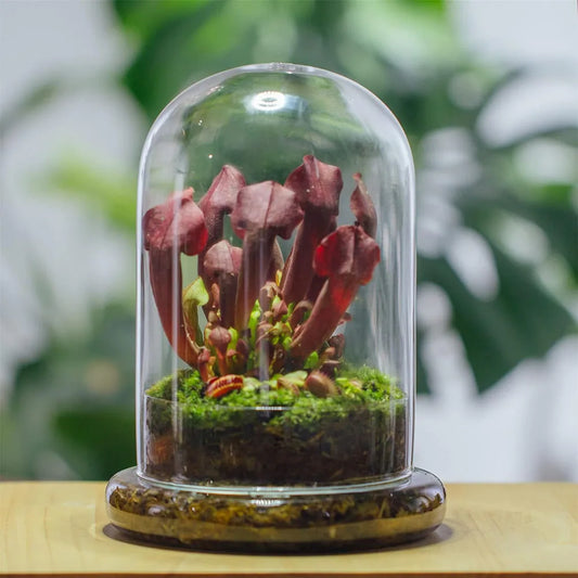 Glass Dome with Airhole