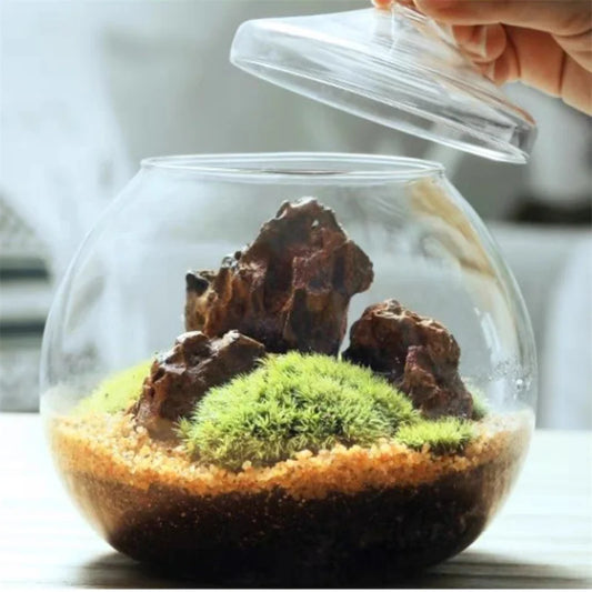 Micro Landscape Moss Ball Glass Vase with Lid