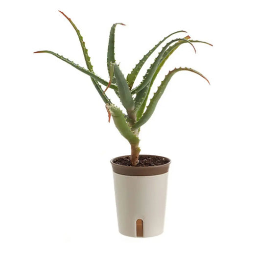 Self-Watering Flower Pot