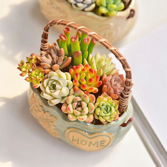 Corrosion-Resistant Ceramic Succulent Planter with Handle