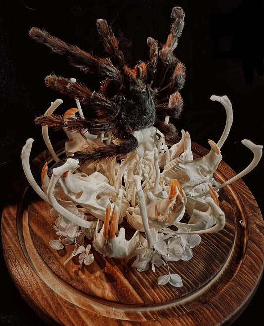 Skeleton Bone Insectivorous Flower