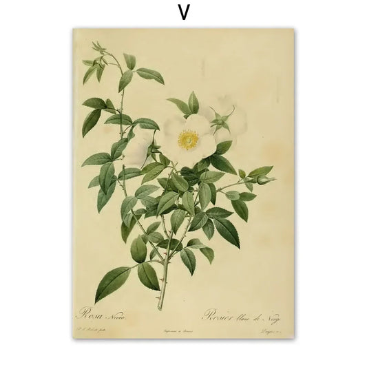 Antique Rose Flower Botanical Prints