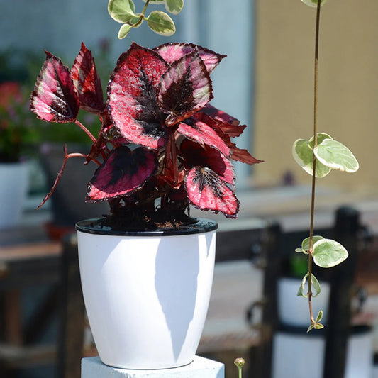 6Pcs Self-Watering Pots