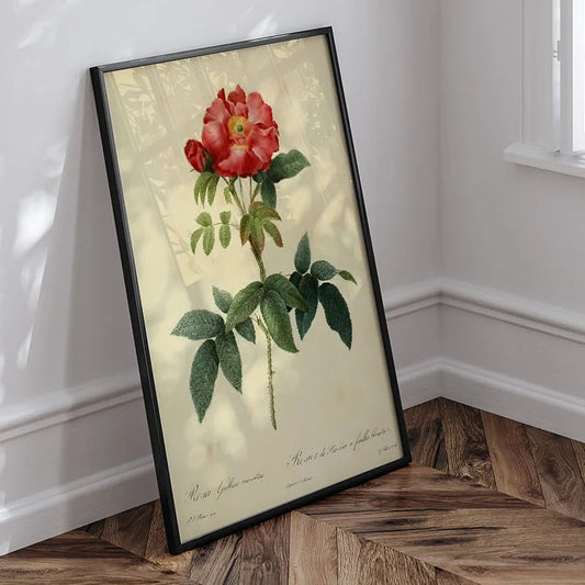 Antique Rose Flower Botanical Prints